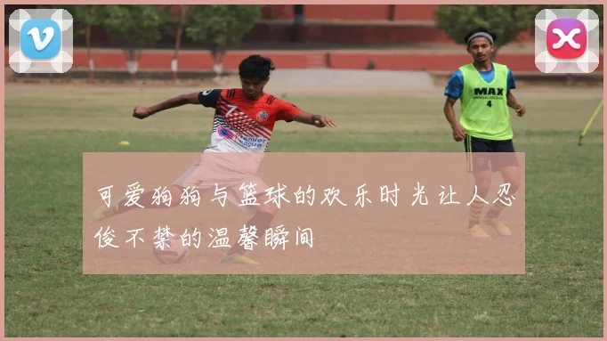 可爱狗狗与篮球的欢乐时光让人忍俊不禁的温馨瞬间